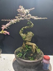 Gluu 3 cây cần thăng đọt hồng, cánh bướm