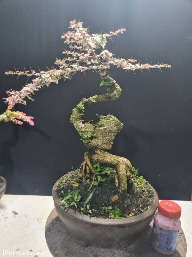 Gluu 3 cây cần thăng đọt hồng, cánh bướm