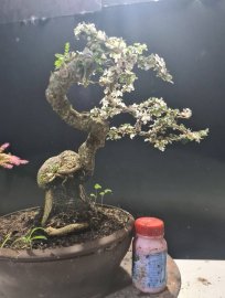 Gluu 3 cây cần thăng đọt hồng, cánh bướm