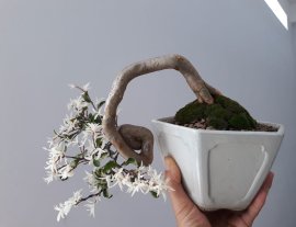 Mai chiếu thủy lá Cẩm Thạch zin...