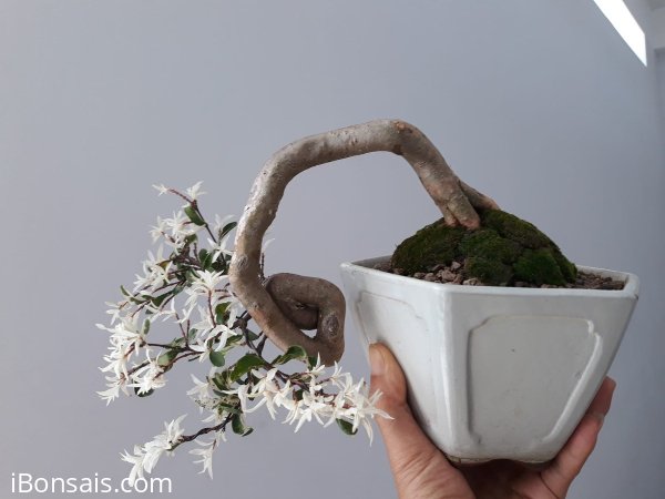 Mai chiếu thủy lá Cẩm Thạch zin...