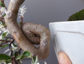Mai chiếu thủy lá Cẩm Thạch zin...