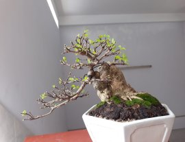 Mai Chiếu Thủy ghép bông kép...