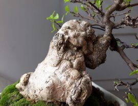 Mai Chiếu Thủy ghép bông kép...
