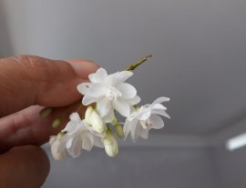 Mai Chiếu Thủy ghép bông kép...