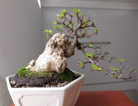 Mai Chiếu Thủy ghép bông kép...