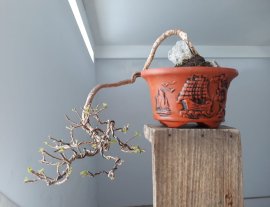 Hoa Giấy ghép Tím Huế ( Vạn Hoa Lầu )...