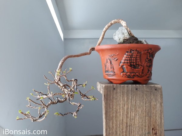 Hoa Giấy ghép Tím Huế ( Vạn Hoa Lầu )...