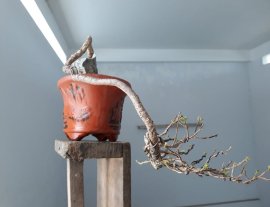 Hoa Giấy ghép Tím Huế ( Vạn Hoa Lầu )...