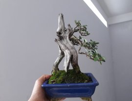 Vẫn là em Linh Sam Ninh Thuận zin...