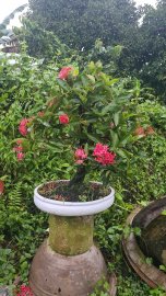 Gluu cây trang mỹ hồng rin