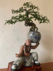 Chậu tượng trồng cây lỗ chí thâm dâng vò