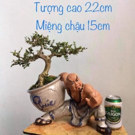 Chậu tượng trồng cây lỗ chí thâm dâng vò