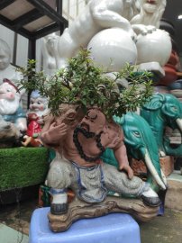 Linh sam và chậu lỗ trí thâm