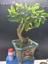 Mai vàng tự quắn gluu cả nhà