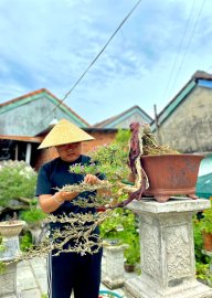 Linh sam sông hinh khai thác đời đầu