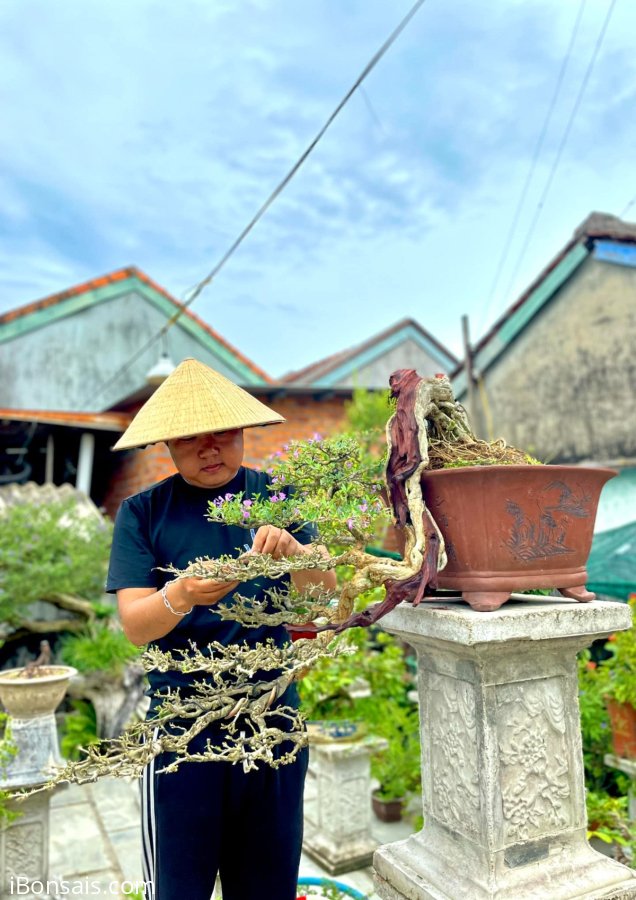 Linh sam sông hinh khai thác đời đầu