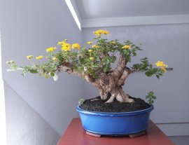 Hoa Ngũ Sắc ghép bông Vàng...