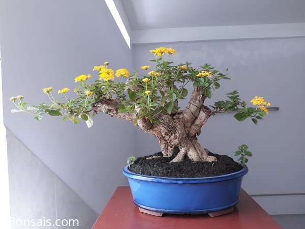 Hoa Ngũ Sắc ghép bông Vàng...