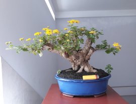 Hoa Ngũ Sắc ghép bông Vàng...