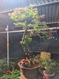 Giao lưu cây hoa giấy cao 80 rất đẹp