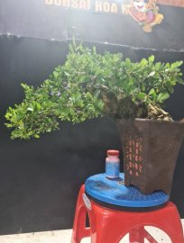 Linh sam siêu hoa rin dáng bay rất đẹp