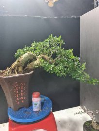 Linh sam siêu hoa rin dáng bay rất đẹp