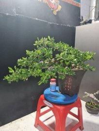 Linh sam siêu hoa rin dáng bay rất đẹp