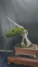 Sam ngọc mịn mức có anh nào iu kg ạ!