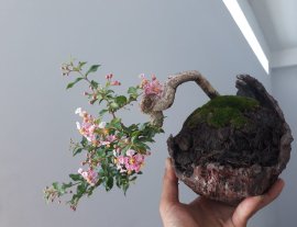 Hồng Ngọc Mai...