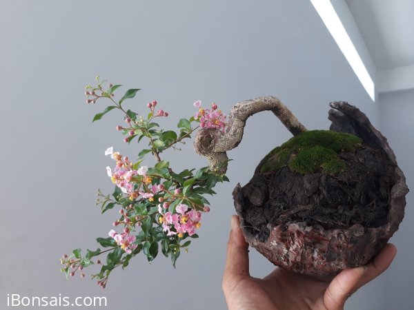 Hồng Ngọc Mai...