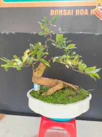 Bạch mai thái đang hoa giao lưu cả nhà