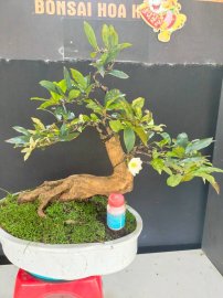 Bạch mai thái đang hoa giao lưu cả nhà