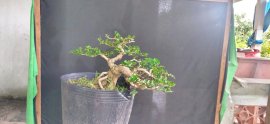 Gl ae sam hương hoành thân 14cm cao 21cm tàn dài 39cm
