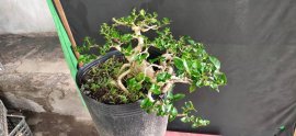 Gl ae sam hương hoành thân 14cm cao 21cm tàn dài 39cm