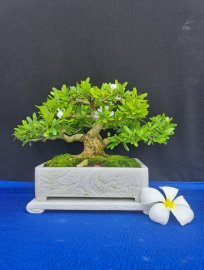 Gl linh sam hoa trắng phớt hồng