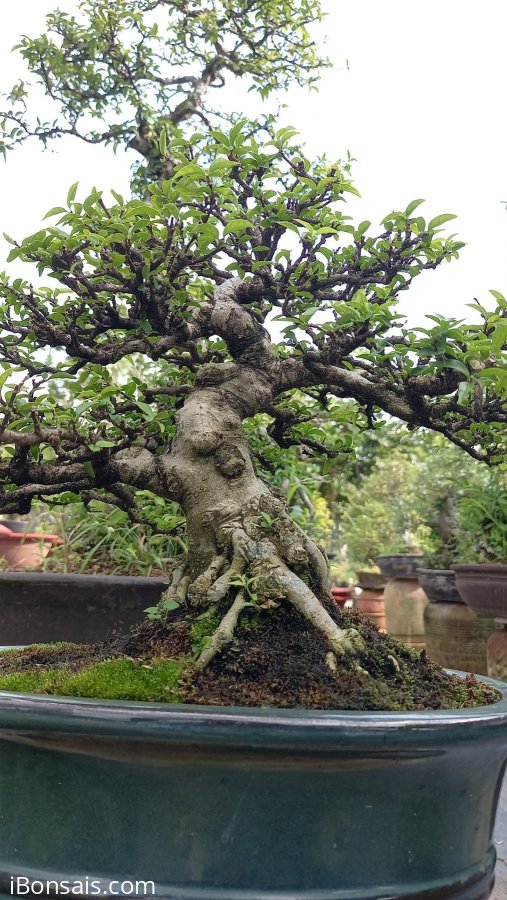 Mai Chiếu Thủy lá Trung