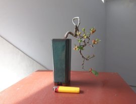 Em Dâu đã đậu trái...