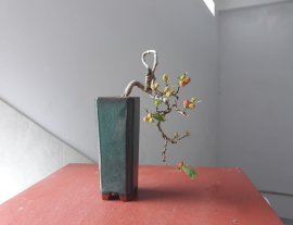 Em Dâu đã đậu trái...