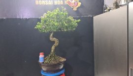 Linh sam siêu hoa rin nuôi cốt