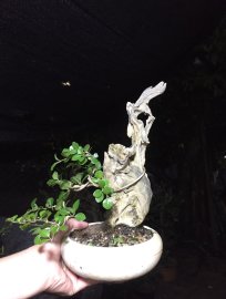 Gl ae cây sam ngọc