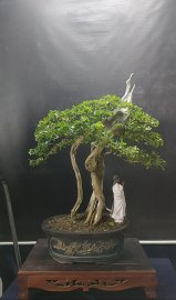Sam ngọc nhìn là iu ❤ anh nào cần ib ạ, giá nhẹ tênh ạ.