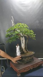 Sam ngọc nhìn là iu ❤ anh nào cần ib ạ, giá nhẹ tênh ạ.