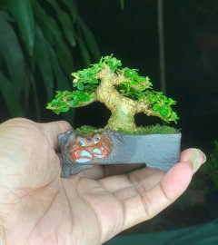 Sam hương 4cm Nằm Lưng Cua ❤️