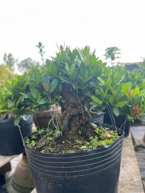 Trang đỏ lá nhỏ, cây nuôi củng khá lâu