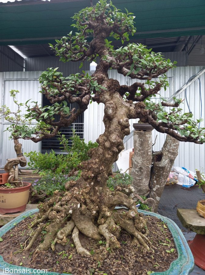 Mai chiếu thủy!