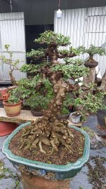 Mai chiếu thủy!