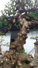 Mai chiếu thủy!