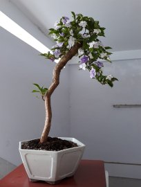 Em Lài Nhật dáng văn nhân...