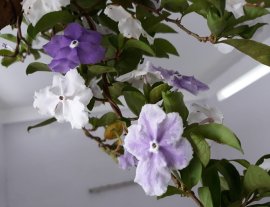 Em Lài Nhật dáng văn nhân...